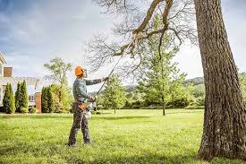 Best Tree Cabling and Bracing  in Wolfforth, TX