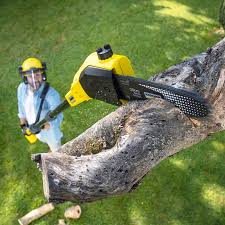 Lawn Renovation and Restoration in Wolfforth, TX