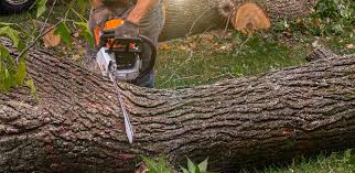 Best Stump Grinding and Removal  in Wolfforth, TX