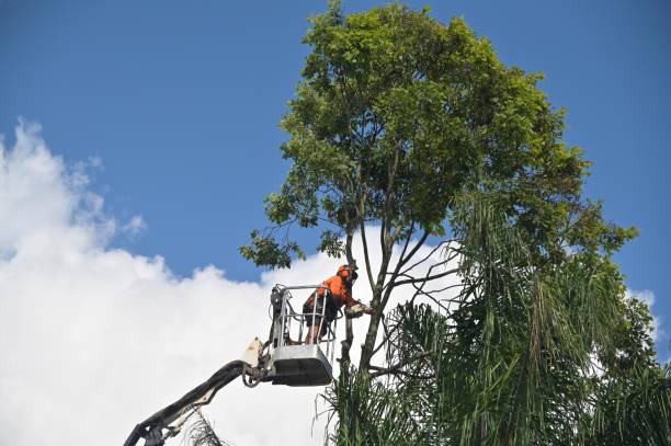 Best Seasonal Cleanup (Spring/Fall)  in Wolfforth, TX