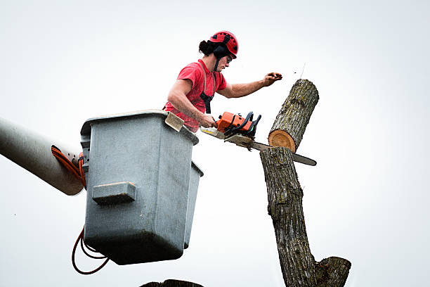 Best Arborist Consultation Services  in Wolfforth, TX