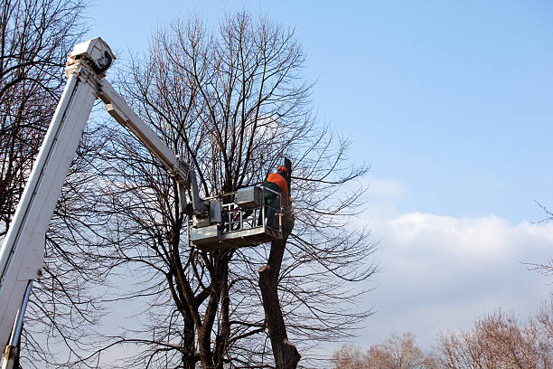 Best Tree Preservation Services  in Wolfforth, TX